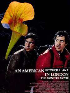 An American Pitcher Plant in London
