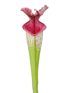 Sarracenia leucophylla Bicolor